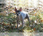 Small #3 Chihuahua