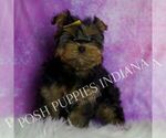 Small #3 Yorkshire Terrier