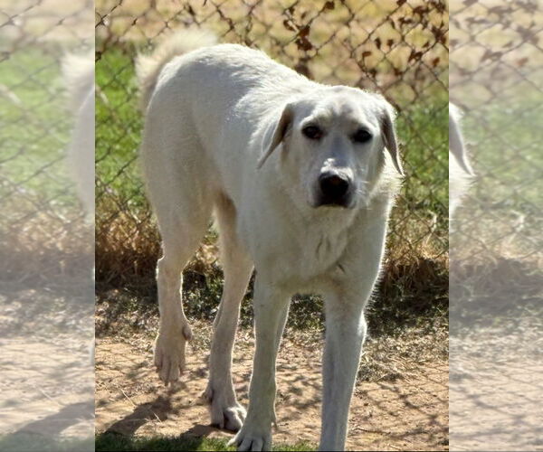 Medium Photo #3 Great Pyrenees-Unknown Mix Puppy For Sale in Missoula, MT, USA