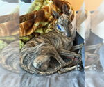 Small Photo #3 Greyhound Puppy For Sale in Cherry Hill, NJ, USA
