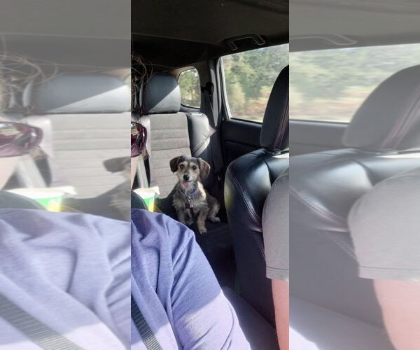 Medium Photo #3 Dachshund-Unknown Mix Puppy For Sale in New London, WI, USA