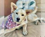 Small #1 Retriever  Mix