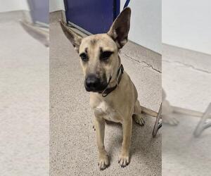 Black Mouth Cur Dogs for adoption in Bakersfield, CA, USA
