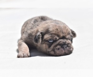 Pug Puppy for sale in PALM COAST, FL, USA