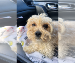 Maltese Dogs for adoption in Studio City, CA, USA