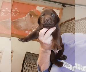 Labrador Retriever Puppy for sale in MILTON, FL, USA