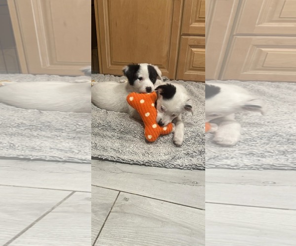 Medium Photo #4 Borador Puppy For Sale in Sandy, UT, USA