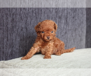Poodle (Toy) Puppy for sale in MIAMI, FL, USA