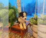 Small Photo #3 Siberian Husky Puppy For Sale in AUBURN, NY, USA