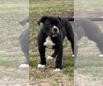 Small #6 American Bulldog