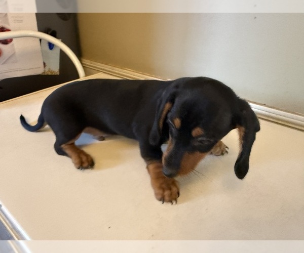 Medium Photo #28 Dachshund Puppy For Sale in DOTHAN, AL, USA