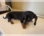 Small Photo #28 Dachshund Puppy For Sale in DOTHAN, AL, USA