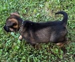 Small Photo #12 Malinois Puppy For Sale in MADISON, TN, USA