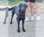 Small Photo #5 Mutt Puppy For Sale in Stover, MO, USA
