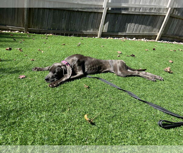 Medium Photo #11 Great Dane-Unknown Mix Puppy For Sale in Huntersville, NC, USA