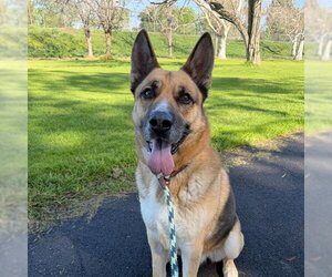 *WETHERBY - Male German Shepherd Dog Dog for Adoption - Photo #5