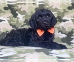 Small Photo #6 Golden Retriever-Goldendoodle Mix Puppy For Sale in LAKELAND, FL, USA