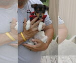 Small #2 Rat Terrier