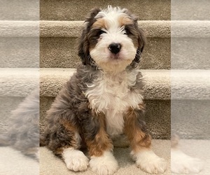 Bernedoodle (Miniature) Puppy for sale in IRVINE, CA, USA