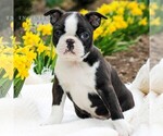 Small Photo #1 Boston Terrier Puppy For Sale in MANHEIM, PA, USA