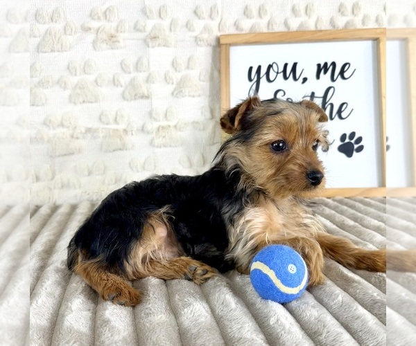 Medium Photo #3 Yorkshire Terrier Puppy For Sale in GREENFIELD, IN, USA