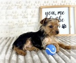 Small #2 Yorkshire Terrier