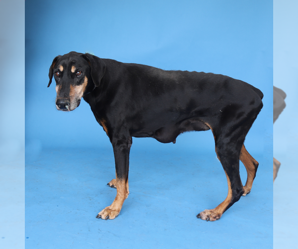 Medium Photo #2 Doberman Pinscher Puppy For Sale in Pasadena, CA, USA