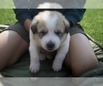 Puppy Hercules Anatolian Shepherd-Great Pyrenees Mix