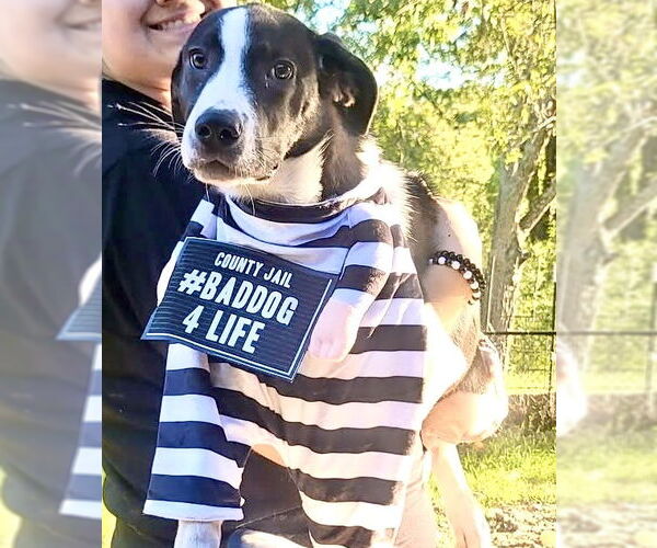 Medium Photo #13 Great Pyrenees Puppy For Sale in Spring, TX, USA