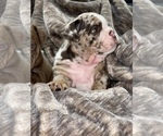 Small Photo #3 Bulldog Puppy For Sale in BAKERSFIELD, CA, USA