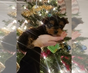 Yorkshire Terrier Puppy for Sale in MCMINNVILLE, Tennessee USA
