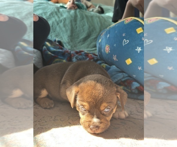 Medium Photo #1 Pug-Siberian Husky Mix Puppy For Sale in NEW PROVIDENCE, PA, USA