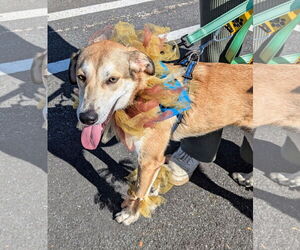 German Shepherd Dog-Unknown Mix Dogs for adoption in Oakhurst, NJ, USA