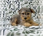 Small #4 YorkiePoo