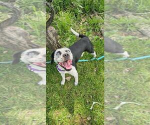 Siberian Husky Dogs for adoption in DuQuoin, IL, USA