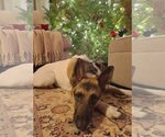 Small Photo #24 German Shepherd Dog-Unknown Mix Puppy For Sale in Boonton, NJ, USA