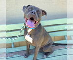 Small #1 American Pit Bull Terrier