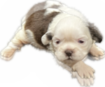 Puppy 2 Shih Tzu