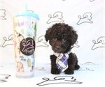 Small Photo #19 Poodle (Miniature) Puppy For Sale in LAS VEGAS, NV, USA