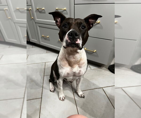 Medium Photo #1 American Pit Bull Terrier Puppy For Sale in Claremore, OK, USA