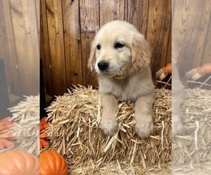 Golden Retriever Puppy for sale in NEOLA, WV, USA