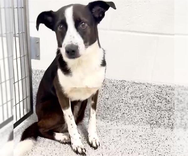 Medium Photo #1 Border Collie-Unknown Mix Puppy For Sale in Houston, TX, USA