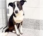 Small Border Collie Mix
