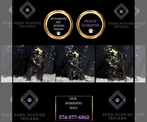 Medium Photo #61 Morkie Puppy For Sale in WARSAW, IN, USA