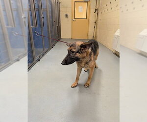 German Shepherd Dog Dogs for adoption in South Lake Tahoe, CA, USA