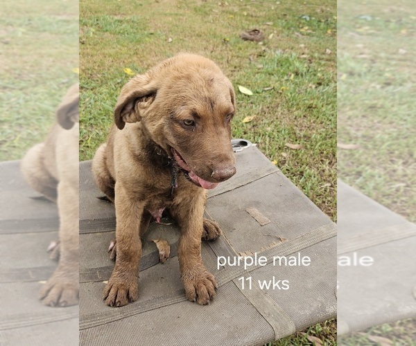 Medium Photo #11 Chesapeake Bay Retriever Puppy For Sale in Cordele, GA, USA