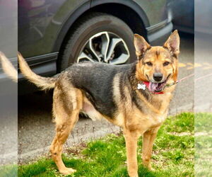 Novak - Male German Shepherd Dog-Unknown Mix Dog for Adoption - Photo #7