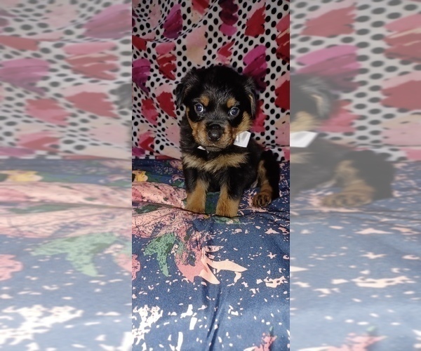 Medium Photo #1 Rottweiler Puppy For Sale in DRAPER, VA, USA