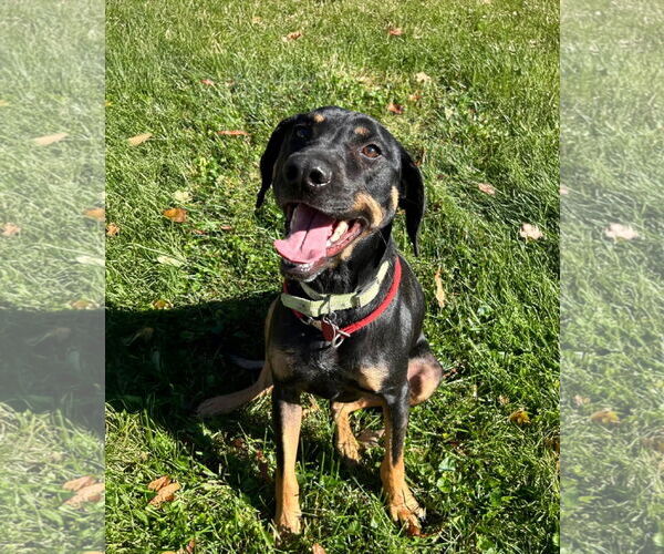 Medium Photo #3 Mutt Puppy For Sale in Forest, VA, USA