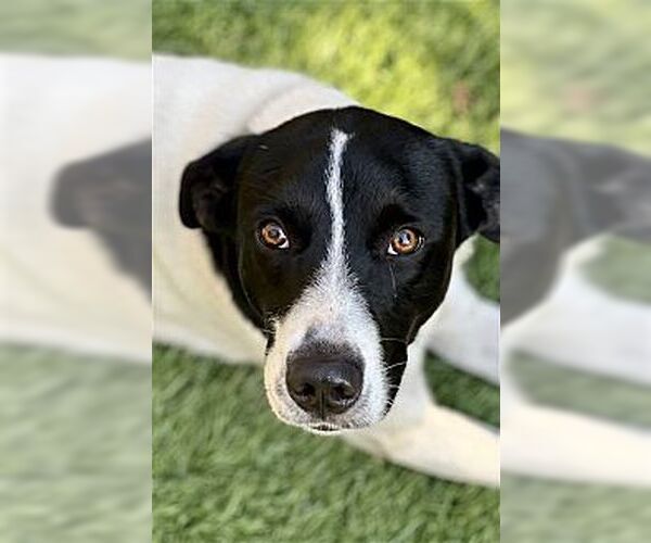 Medium Photo #3 Border Collie-Rat Terrier Mix Puppy For Sale in Dana Point, CA, USA